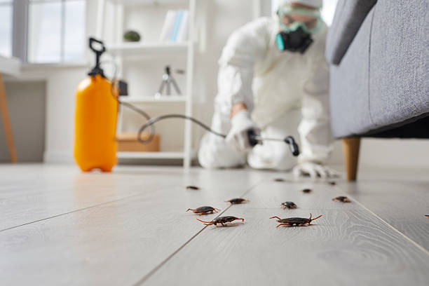 Commercial Rodent Management in Rural Hall